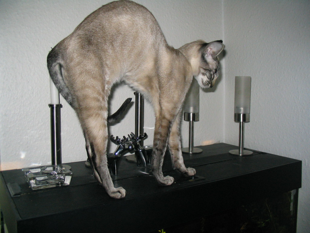 Siam seal-tabby-point