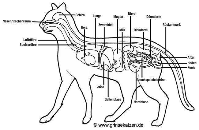 Organe der Katze