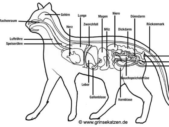 Organe der Katze