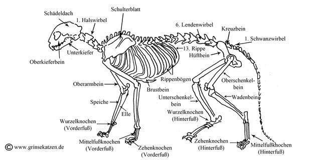Das Skelett der Katze