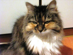 Sibirische Katze