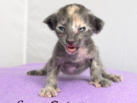 Oxy