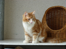 Maine Coon