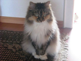 Sibirische 