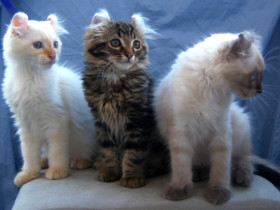 American Curl Kitten