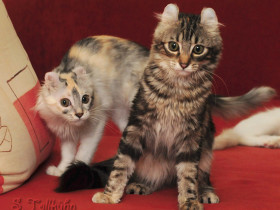 American Curl