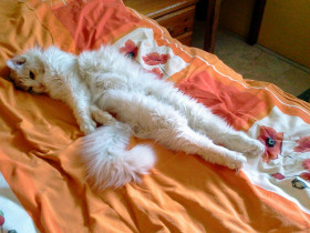 Yasar beim Extrem Relaxen
